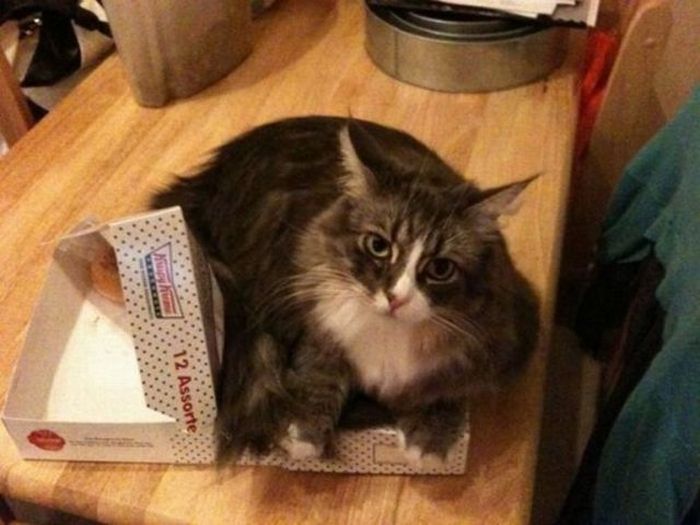 A Cat Will Sit Wherever It Wants To Sit (37 pics)