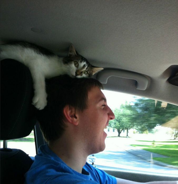 A Cat Will Sit Wherever It Wants To Sit (37 pics)