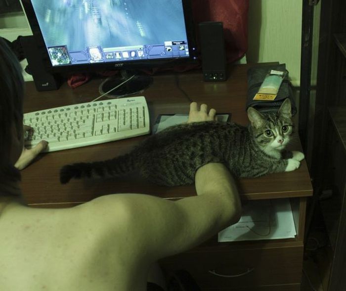 A Cat Will Sit Wherever It Wants To Sit (37 pics)