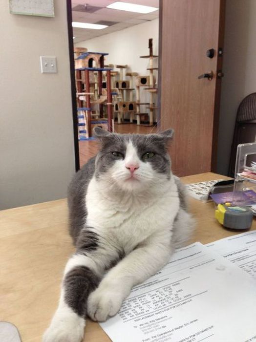 A Cat Will Sit Wherever It Wants To Sit (37 pics)