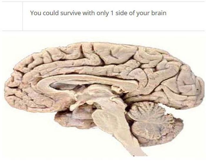 Facts About Your Brain That Might Blow Your Mind (25 pics)