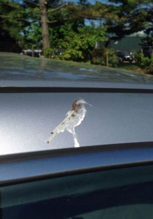 Funny Car-Themed Photos. Part 10 (57 pics)