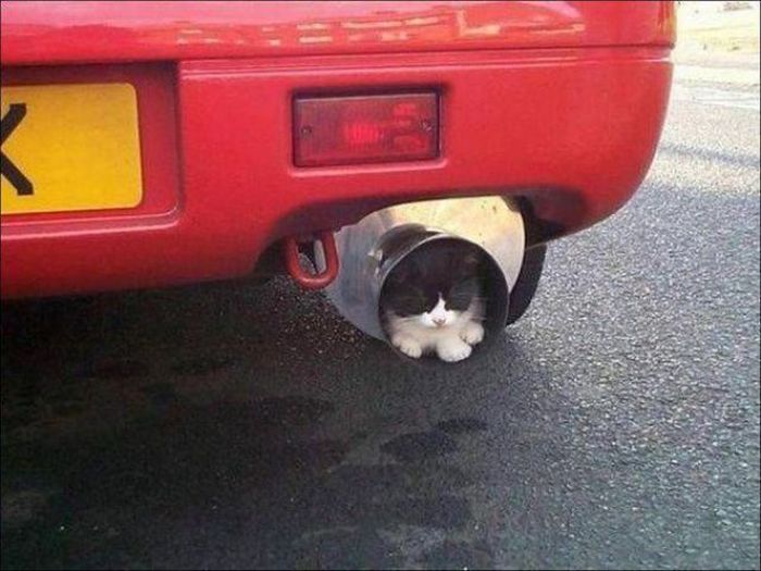 Funny Car-Themed Photos. Part 10 (57 pics)