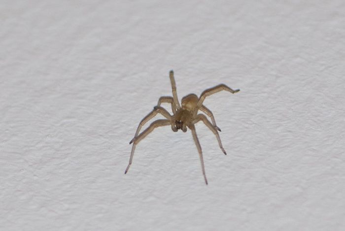 These Creatures Could Be Living In Your House (15 pics) These Creatures Could Be Living In Your House (15 pics)