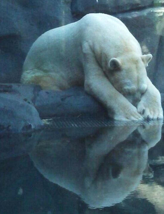 The World's Saddest Polar Bear (7 pics)