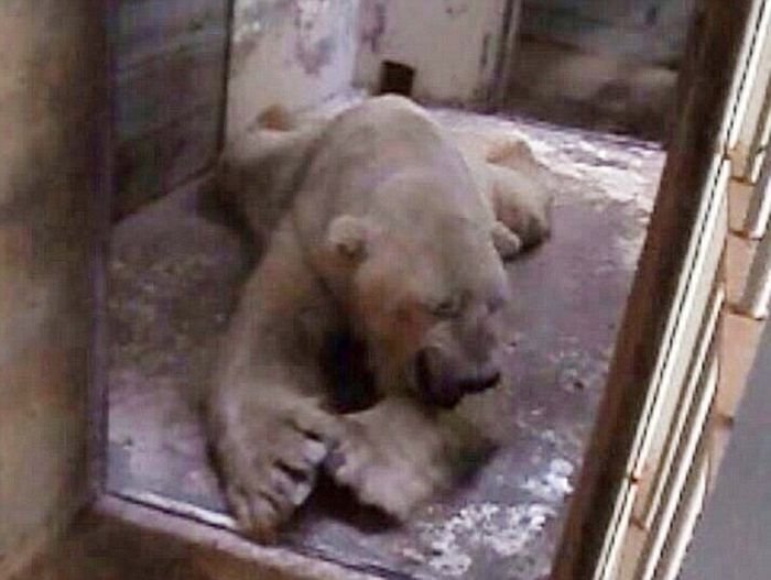 The World's Saddest Polar Bear (7 pics)