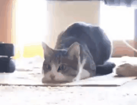Acid Gifdump, July 15, 2014 (25 gifs)