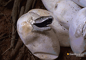 Acid Gifdump, July 15, 2014 (25 gifs)