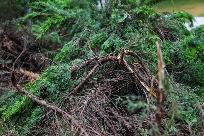 People Destroy Park Looking For Hidden Cash (12 pics)