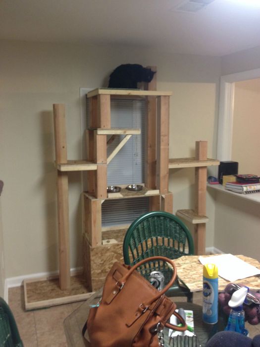 These Cats Are Living The Dream In This Tower (15 pics)