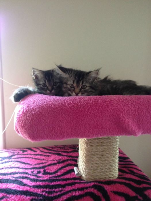These Cats Are Living The Dream In This Tower (15 pics)