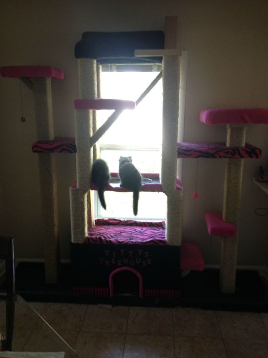 These Cats Are Living The Dream In This Tower (15 pics)