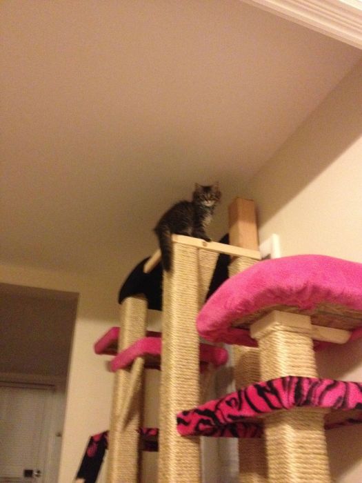 These Cats Are Living The Dream In This Tower (15 pics)