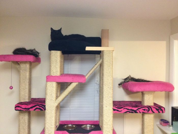 These Cats Are Living The Dream In This Tower (15 pics)