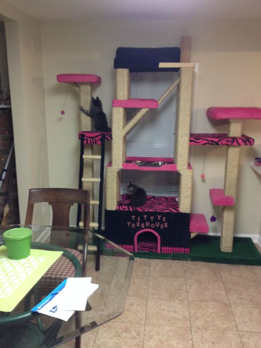 These Cats Are Living The Dream In This Tower (15 pics)