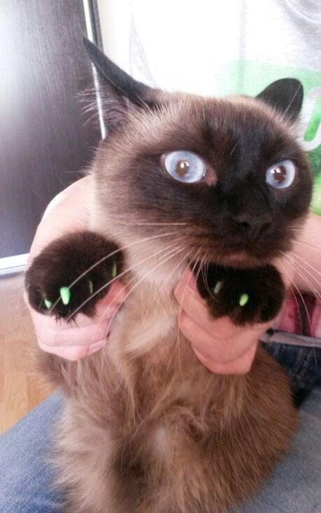 Acid Picdump (129 pics)