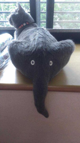 Acid Picdump (129 pics)