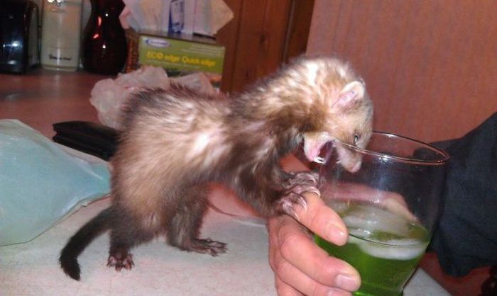 Acid Picdump (129 pics)