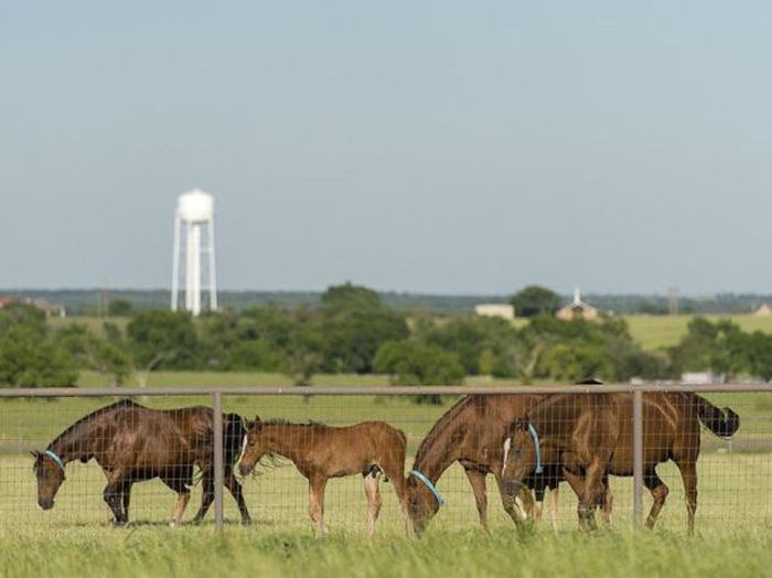 Things You Didn't Know About The State Of Texas (13 pics)