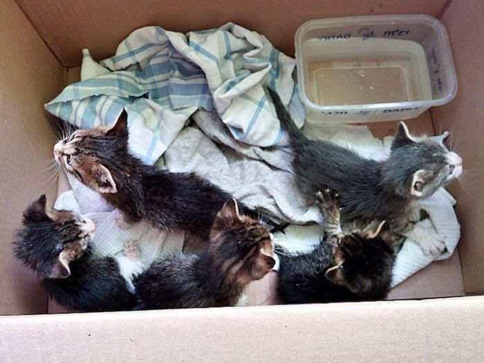 Abandoned Kittens Get Nursed Back To Health (14 pics)