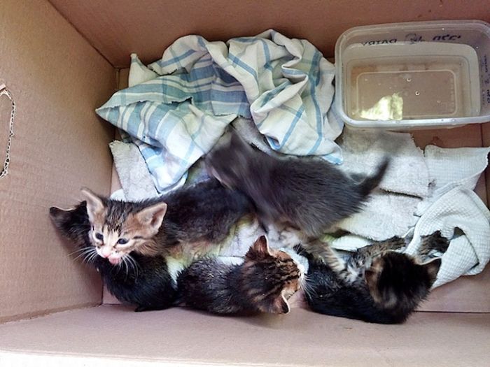 Abandoned Kittens Get Nursed Back To Health (14 pics)