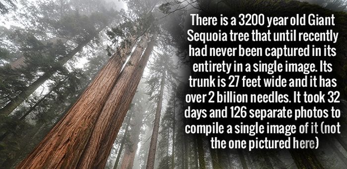 Fire Up Your Brain With These Fun Facts (34 pics)