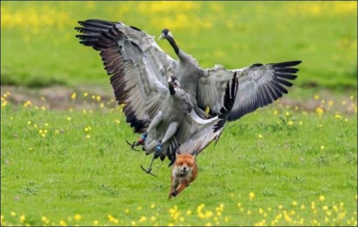 Real Life Angry Birds (7 pics)