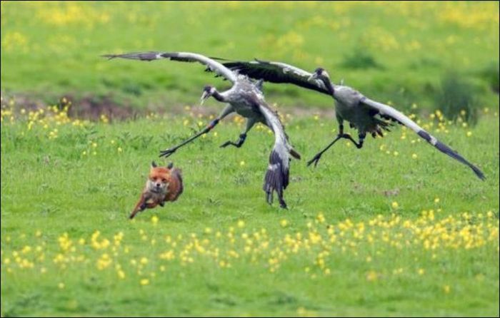 Real Life Angry Birds (7 pics)