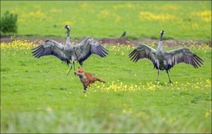 Real Life Angry Birds (7 pics)
