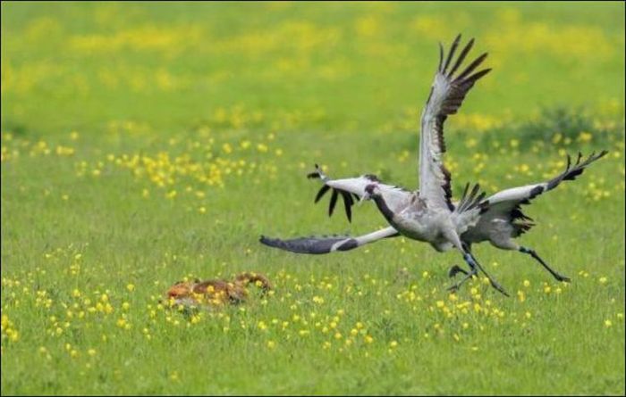 Real Life Angry Birds (7 pics)