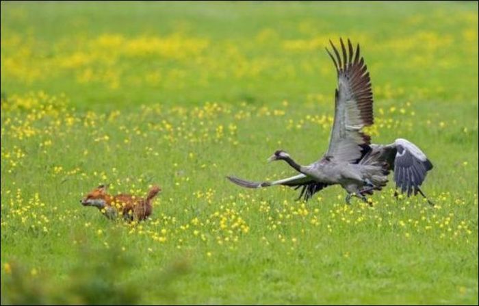 Real Life Angry Birds (7 pics)