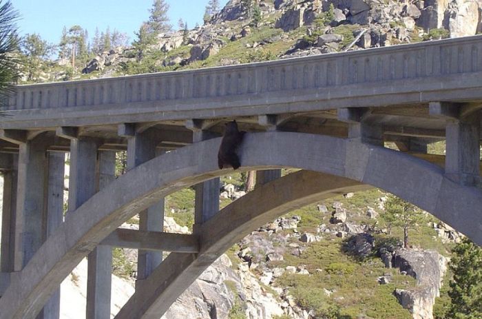 Bear Gets Rescued From A Bridge (6 pics)