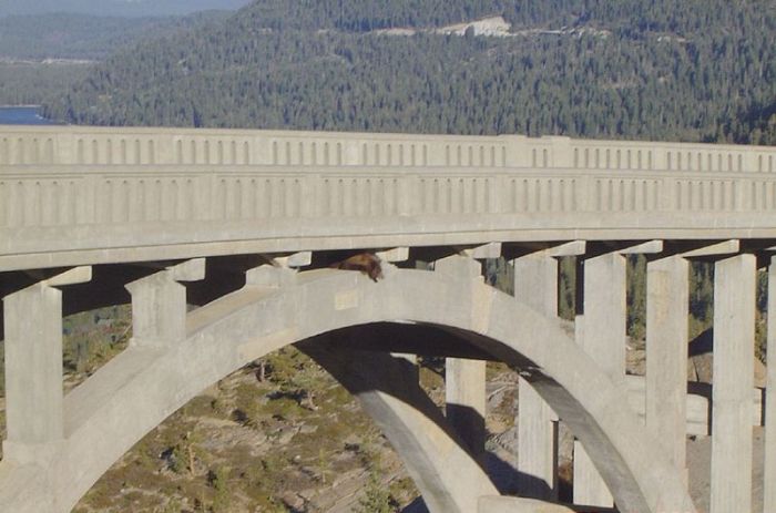 Bear Gets Rescued From A Bridge (6 pics)