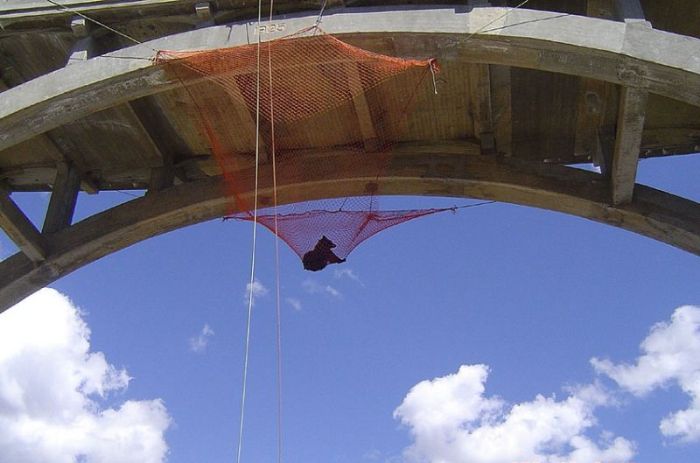 Bear Gets Rescued From A Bridge (6 pics)
