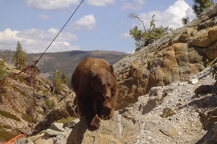 Bear Gets Rescued From A Bridge (6 pics)