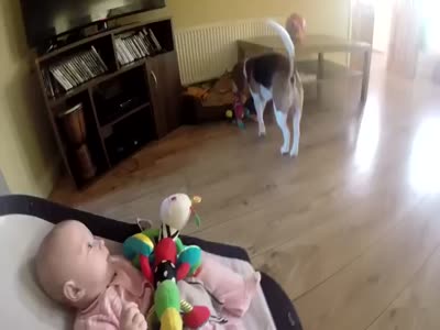 Dog Apologizes For Stealing Toys