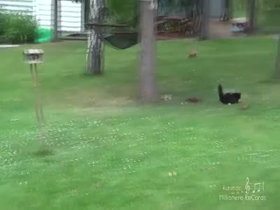Cat Chasing A Squirrel Fail