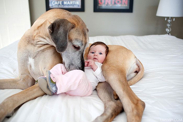 Small Kids Are Safe With Big Dogs (22 pics)