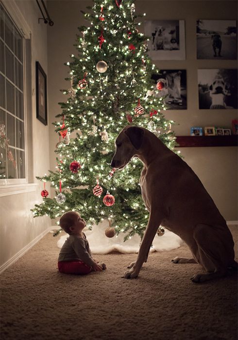 Small Kids Are Safe With Big Dogs (22 pics)