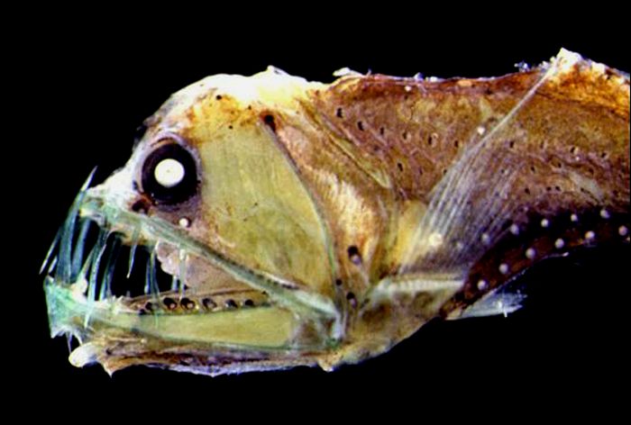 The 12 Most Terrifying Things Living In The Ocean (12 pics)