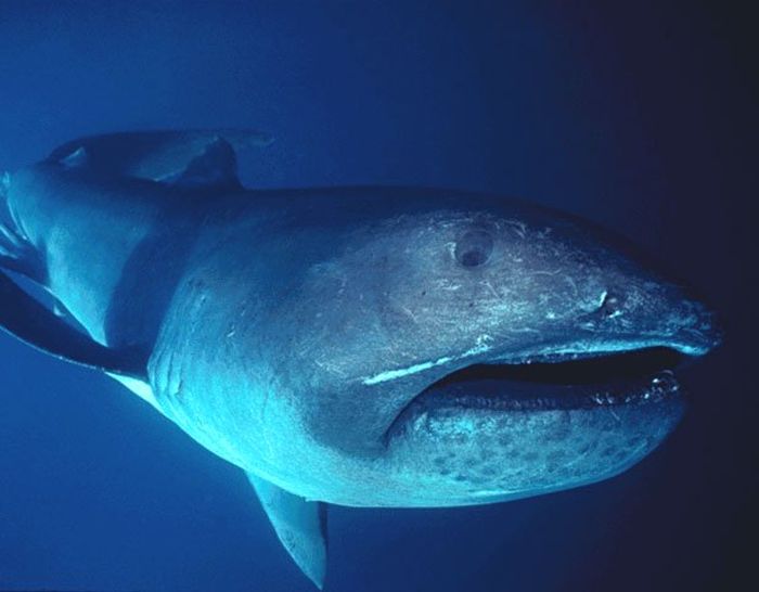 The 12 Most Terrifying Things Living In The Ocean (12 pics)