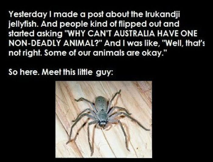 Australia Has A Friendly Spider (3 pics)