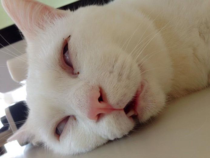 Cat Looks Dead When Taking A Nap (5 pics)