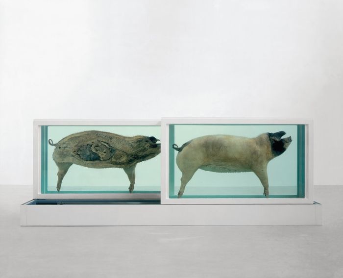 Damien Hirst Turns Taxidermy Into Art (44 pics)