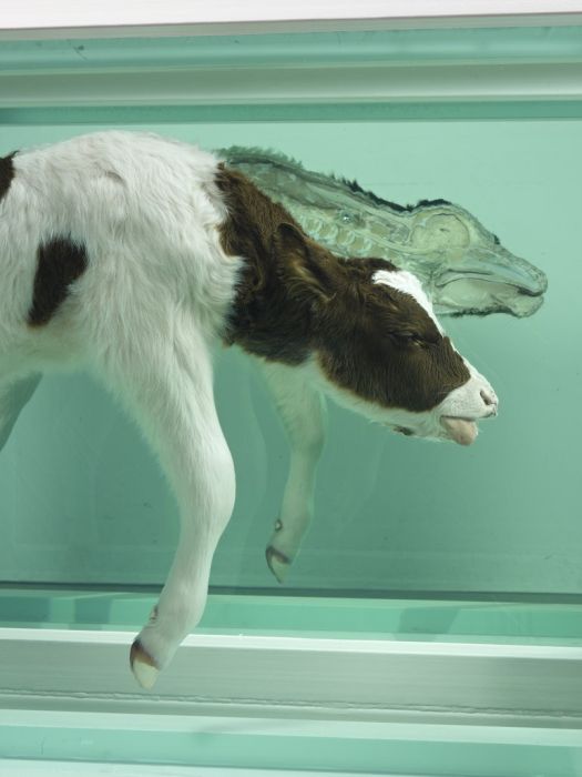 Damien Hirst Turns Taxidermy Into Art (44 pics)