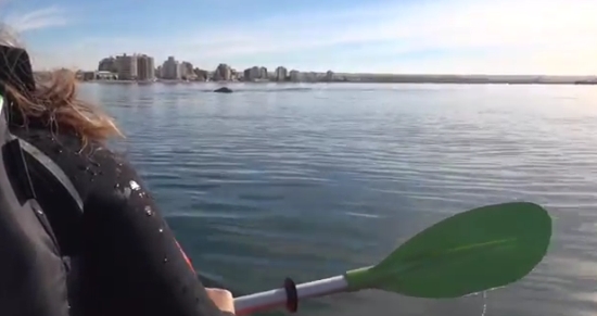 Whale Lifts Up Kayakers