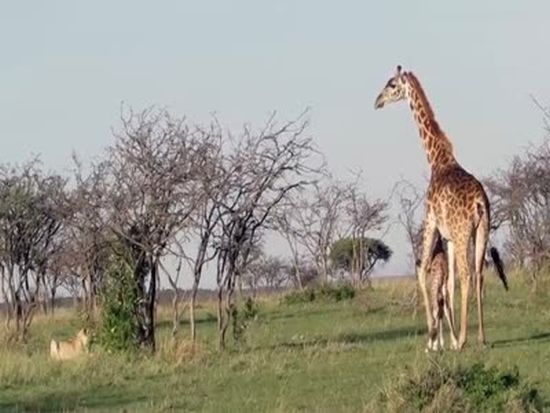 Brave Mother Giraffe Rescues Its Cub From Lions