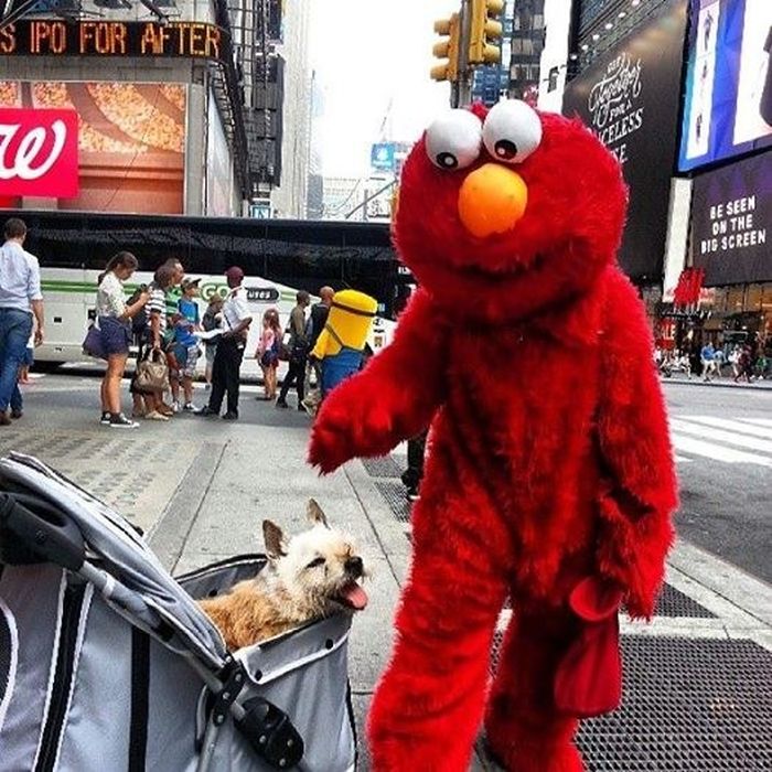 The Final Adventures Of Elmo (20 pics)