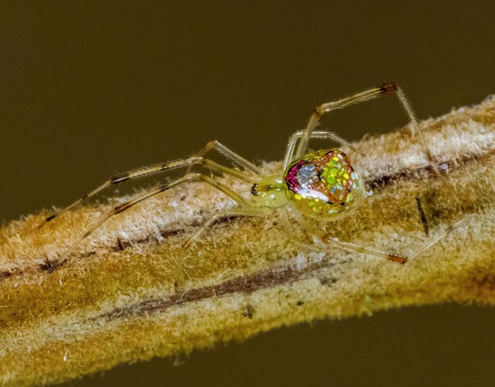 Are These Spiders Or Jewelry? (8 pics)