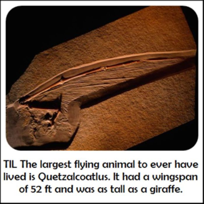 Today You Will Learn Something New (27 pics)